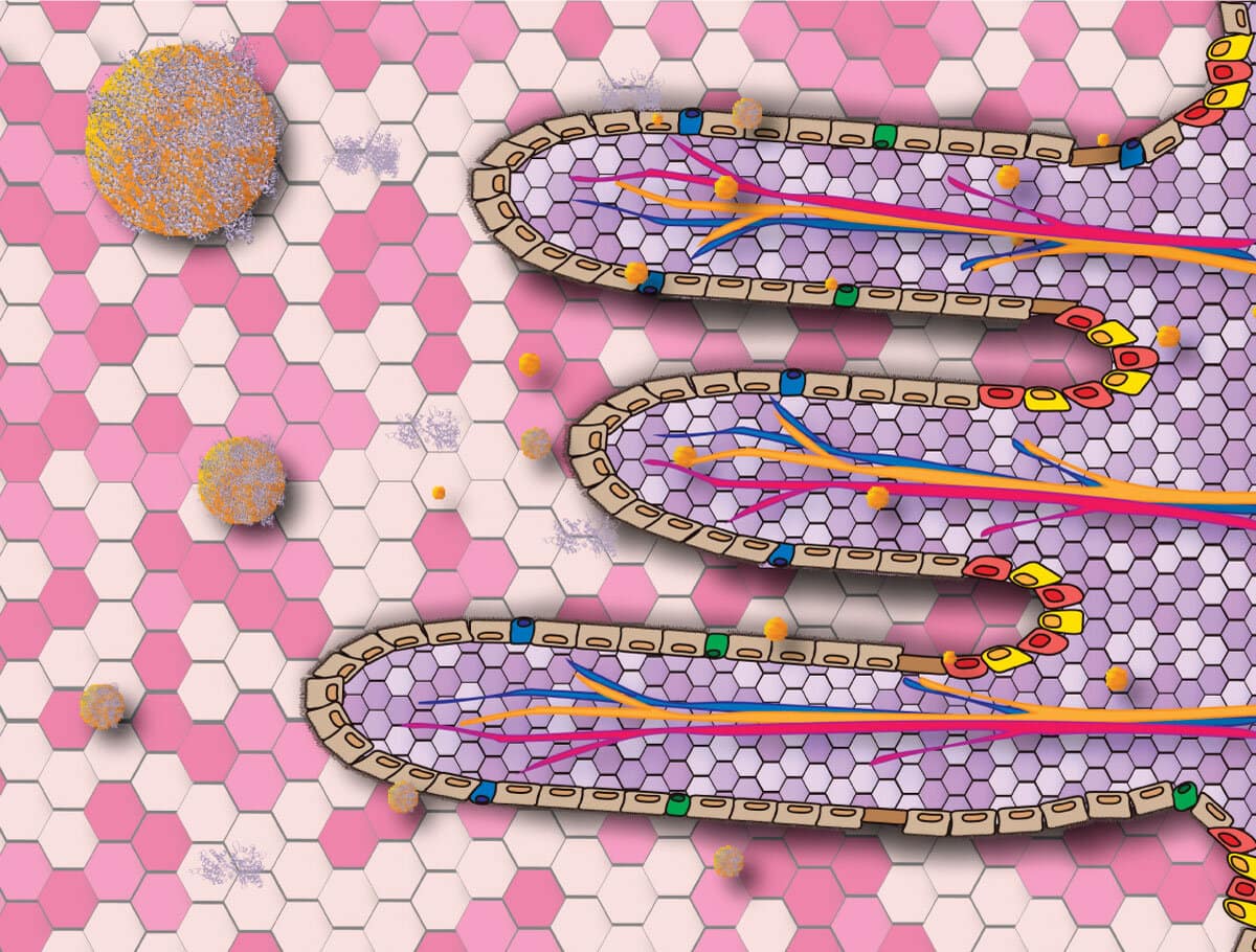 Researchers from INL solve problems related to Omega 3 addition in food