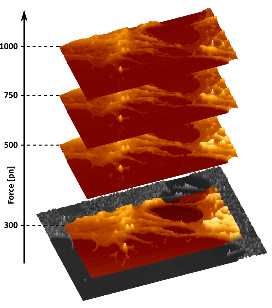 INL introduces a new hybrid microscopy system for the real-time study of cell communications